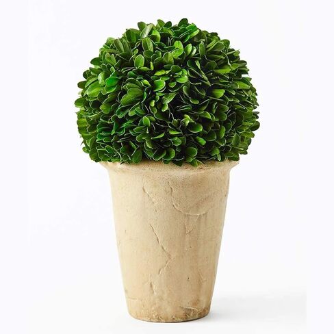 Real Preserved Boxwood Evergreen Potted Tree Globe Tree Topiary in Terracotta Planter, Home Hotel Office Decor Farmhouse (Double Balls Topiary, 12 inches high) in Saudi Arabia