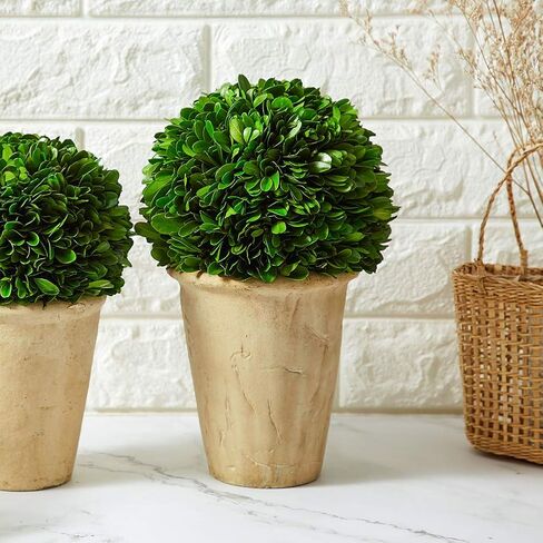 Real Preserved Boxwood Evergreen Potted Tree Globe Tree Topiary in Terracotta Planter, Home Hotel Office Decor Farmhouse (Double Balls Topiary, 12 inches high) in Saudi Arabia