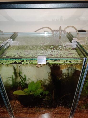 6 قطعة لون واضح الاكريليك حوض للأسماك غطاء زجاجي كليب حامل الدعم ، 6 مللي متر in Kuwait