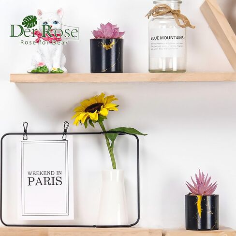 DER ROSE 3 PACK PACK PHOPELANTS PLANTS LAGRANTS PLATSENTSTION in Kuwait