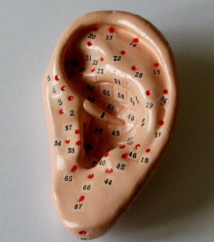 Human Ear Acupuncture Anatomical Model with Acupuncture Points, Life Size 3", Chinese in Saudi Arabia