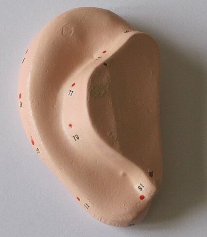 Human Ear Acupuncture Anatomical Model with Acupuncture Points, Life Size 3", Chinese in Saudi Arabia