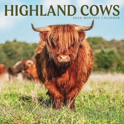 Highland Cows Calendar 2025 | 12" x 24" Animal Wall Calendar 12 Month | Marble City Press | Highlanders Scottish Cattle Isle of Skye Scotland Cute Cow | 2024-2025 Calendar in Saudi Arabia