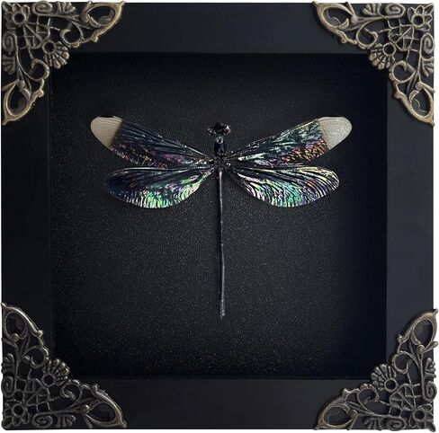 Real Framed Black Dragonfly Damselfly Beetle Dead Dried Shadow Box Black Frame Taxidermy Bug Specimen Display Oddity Tabletop Standable Wall Hanging Home Decor K12-85-DE in Saudi Arabia