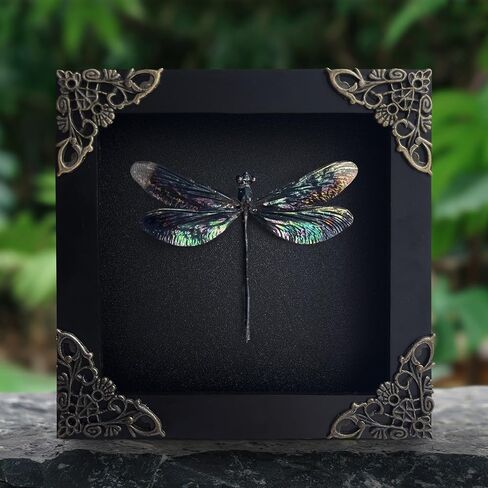 Real Framed Black Dragonfly Damselfly Beetle Dead Dried Shadow Box Black Frame Taxidermy Bug Specimen Display Oddity Tabletop Standable Wall Hanging Home Decor K12-85-DE in Saudi Arabia