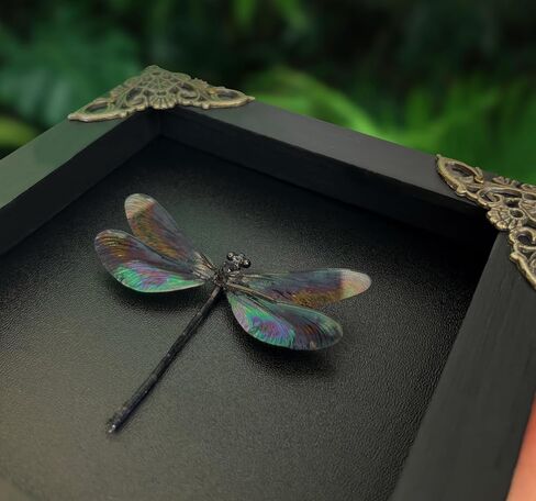 Real Framed Black Dragonfly Damselfly Beetle Dead Dried Shadow Box Black Frame Taxidermy Bug Specimen Display Oddity Tabletop Standable Wall Hanging Home Decor K12-85-DE in Saudi Arabia