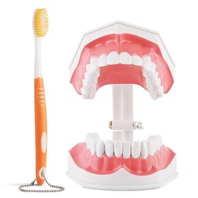 Annhua Large Anatonmical Teeth Model 6 Times Dental Hygiene Teeth Models, Dentist Teaching Oral Care Model with Detachable Tongue and Denture Toothbrush