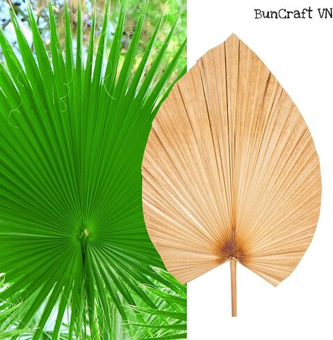 3Pcs 28" Large Natural Trimmed Palm Leaves Dried Palms Leaves Fans Boho Wedding Decor Kitchen Table Dried Flowers Pampas Grass Decoration Dried Pampas Grass Decor Leave Fan with Stem Tropical Palm in Saudi Arabia