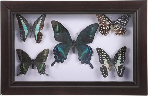 Home Decor Wooden Shadow Box with Butterfly Butterfly Specimen Display Box Framed Wall Art Decoration for Bedroom Living Room Picture Frames in Saudi Arabia