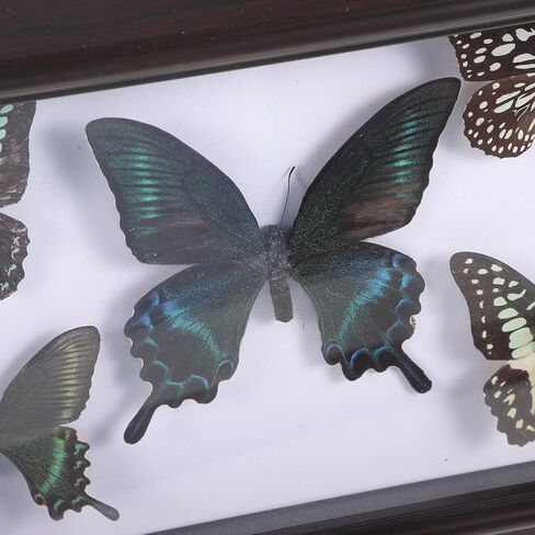 Home Decor Wooden Shadow Box with Butterfly Butterfly Specimen Display Box Framed Wall Art Decoration for Bedroom Living Room Picture Frames in Saudi Arabia