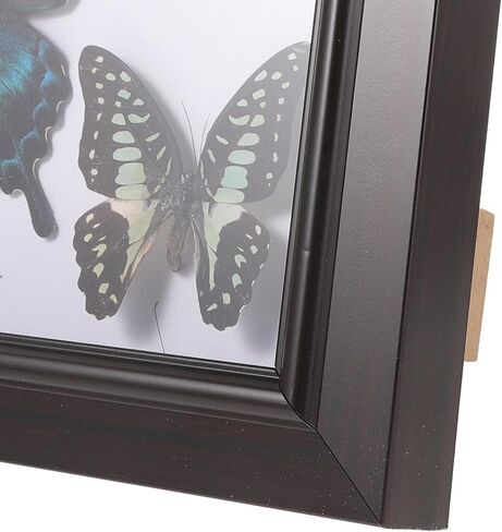 Home Decor Wooden Shadow Box with Butterfly Butterfly Specimen Display Box Framed Wall Art Decoration for Bedroom Living Room Picture Frames in Saudi Arabia