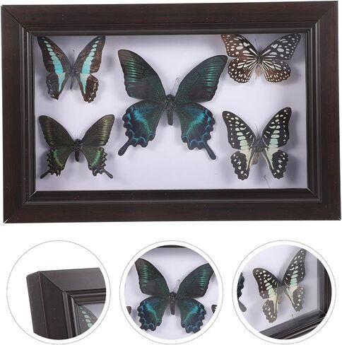 Home Decor Wooden Shadow Box with Butterfly Butterfly Specimen Display Box Framed Wall Art Decoration for Bedroom Living Room Picture Frames in Saudi Arabia