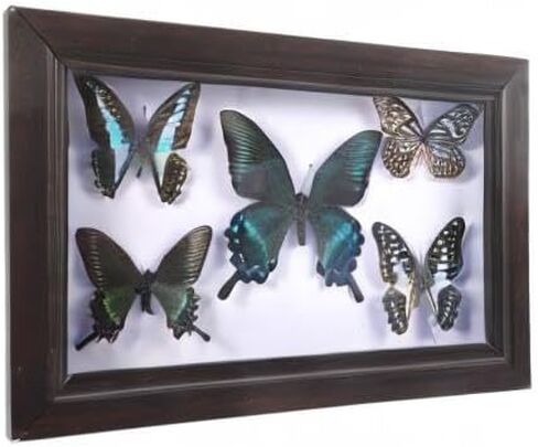 Home Decor Wooden Shadow Box with Butterfly Butterfly Specimen Display Box Framed Wall Art Decoration for Bedroom Living Room Picture Frames in Saudi Arabia
