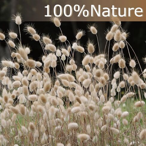 180 قطعة من ديكور عشب بامباس المجفف بذيل الأرنب، عشب بامباس صغير بني مقاس 17 بوصة، زهور مجففة بذيل أرنب طبيعي، زهور بنية بامباس عشب مجففة لحفلات زفاف بوهو، حفلة عيد ميلاد الطفل in Kuwait