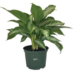 Nature's Way Farms, Chinese Evergreen, Aglaonema Crystal Bay, Live Houseplant (8-15 in. Tall) in Grower Pot in Kuwait