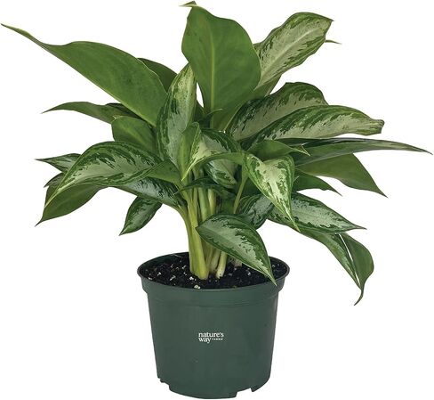 Nature's Way Farms, Chinese Evergreen, Aglaonema Crystal Bay, Live Houseplant (8-15 in. Tall) in Grower Pot in Kuwait