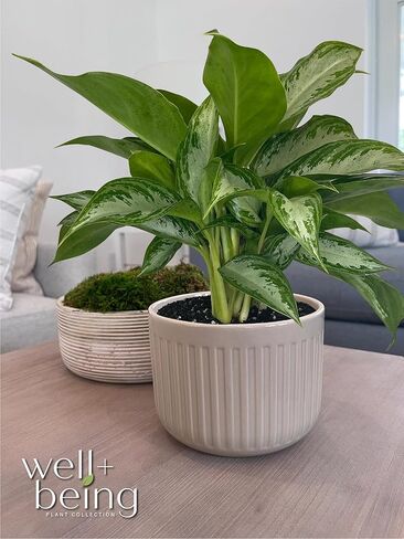 Nature's Way Farms, Chinese Evergreen, Aglaonema Crystal Bay, Live Houseplant (8-15 in. Tall) in Grower Pot in Kuwait