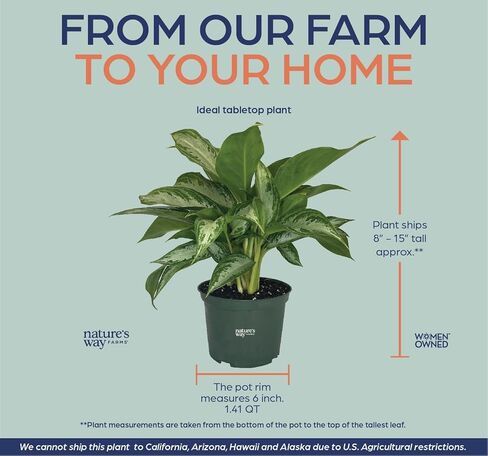 Nature's Way Farms, Chinese Evergreen, Aglaonema Crystal Bay, Live Houseplant (8-15 in. Tall) in Grower Pot in Kuwait