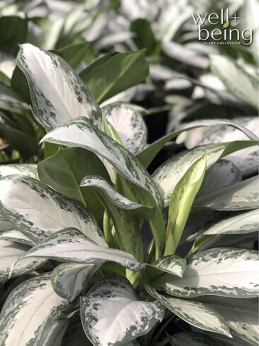 Nature's Way Farms, Chinese Evergreen, Aglaonema Crystal Bay, Live Houseplant (8-15 in. Tall) in Grower Pot in Kuwait