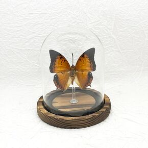 صندوق ظلال عينة الفراشة الزجاجية، هدايا فراشة للنساء والفتيات مع غطاء زجاجي، ديكور فراشة لغرفة النوم والمكتب وغرفة المعيشة (Chrysiridia rhipheus) in Kuwait