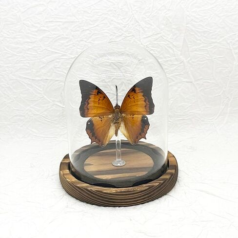 صندوق ظلال عينة الفراشة الزجاجية، هدايا فراشة للنساء والفتيات مع غطاء زجاجي، ديكور فراشة لغرفة النوم والمكتب وغرفة المعيشة (Chrysiridia rhipheus) in Kuwait