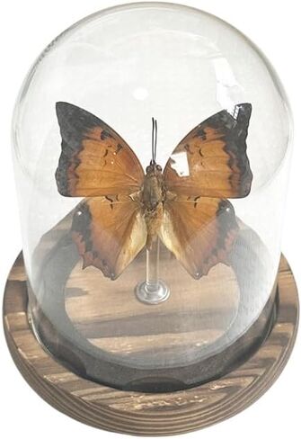 صندوق ظلال عينة الفراشة الزجاجية، هدايا فراشة للنساء والفتيات مع غطاء زجاجي، ديكور فراشة لغرفة النوم والمكتب وغرفة المعيشة (Chrysiridia rhipheus) in Kuwait