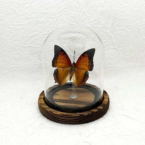 صندوق ظلال عينة الفراشة الزجاجية، هدايا فراشة للنساء والفتيات مع غطاء زجاجي، ديكور فراشة لغرفة النوم والمكتب وغرفة المعيشة (Chrysiridia rhipheus) in Kuwait