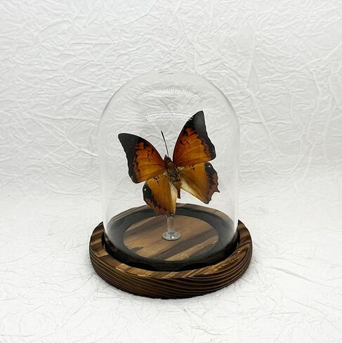 صندوق ظلال عينة الفراشة الزجاجية، هدايا فراشة للنساء والفتيات مع غطاء زجاجي، ديكور فراشة لغرفة النوم والمكتب وغرفة المعيشة (Chrysiridia rhipheus) in Kuwait