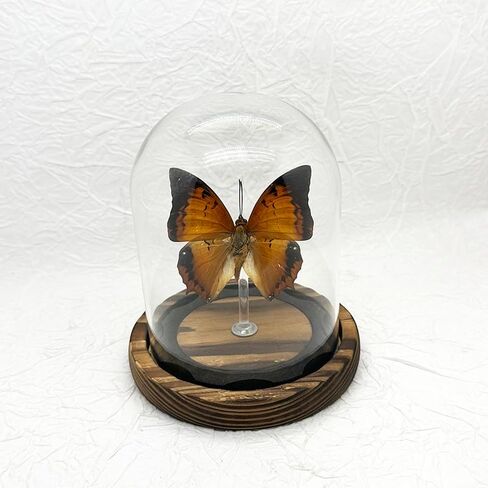 صندوق ظلال عينة الفراشة الزجاجية، هدايا فراشة للنساء والفتيات مع غطاء زجاجي، ديكور فراشة لغرفة النوم والمكتب وغرفة المعيشة (Chrysiridia rhipheus) in Kuwait