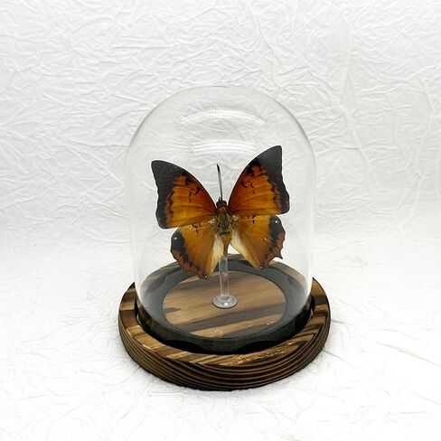 صندوق ظلال عينة الفراشة الزجاجية، هدايا فراشة للنساء والفتيات مع غطاء زجاجي، ديكور فراشة لغرفة النوم والمكتب وغرفة المعيشة (Chrysiridia rhipheus) in Kuwait