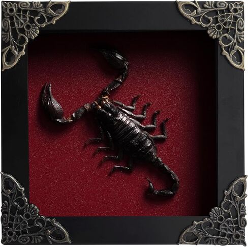 Real Scorpion Taxidermy Bug Gothic Shadow Box Preserved Insect Display Unique Entomology Specimen Oddities Collection Tabletop Wall Decoration Artwork Home Decor Room K12-51-DO in Saudi Arabia