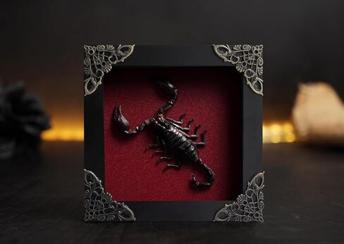 Real Scorpion Taxidermy Bug Gothic Shadow Box Preserved Insect Display Unique Entomology Specimen Oddities Collection Tabletop Wall Decoration Artwork Home Decor Room K12-51-DO in Saudi Arabia