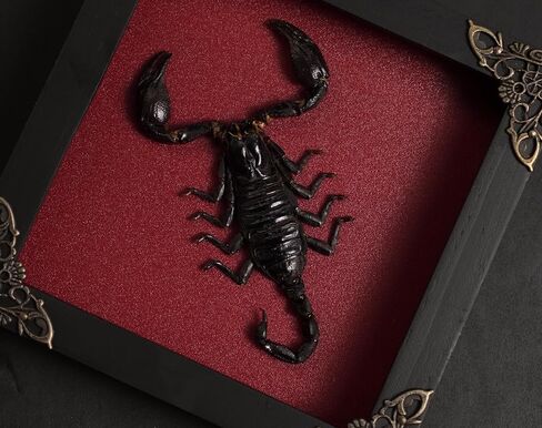 Real Scorpion Taxidermy Bug Gothic Shadow Box Preserved Insect Display Unique Entomology Specimen Oddities Collection Tabletop Wall Decoration Artwork Home Decor Room K12-51-DO in Saudi Arabia