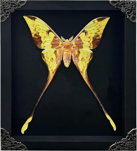 Real Comet Moth in Black Shadow Box Frame Preserved Insect Butterfly Specimen Wall Art Luna Moth Oddity Taxidermy Decor for Entomology Lovers Gothic or Vintage Home Decoration K23-121-DE in Saudi Arabia