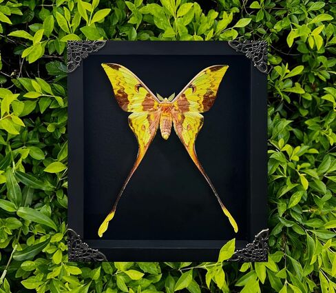 Real Comet Moth in Black Shadow Box Frame Preserved Insect Butterfly Specimen Wall Art Luna Moth Oddity Taxidermy Decor for Entomology Lovers Gothic or Vintage Home Decoration K23-121-DE in Saudi Arabia