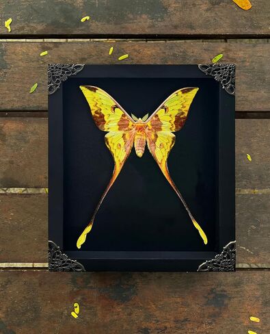 Real Comet Moth in Black Shadow Box Frame Preserved Insect Butterfly Specimen Wall Art Luna Moth Oddity Taxidermy Decor for Entomology Lovers Gothic or Vintage Home Decoration K23-121-DE in Saudi Arabia