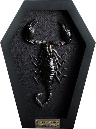 Real Large Scorpion Beetle Coffin Black Frame Gothic Decor Dried Specimen Taxidermy Gift Entomology Curiosities Crystal Shelf Shadow Box Display Oddity Hanging Display Table Wall Home Decor CF18-51-DE in Saudi Arabia