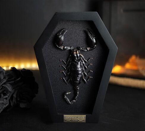 Real Large Scorpion Beetle Coffin Black Frame Gothic Decor Dried Specimen Taxidermy Gift Entomology Curiosities Crystal Shelf Shadow Box Display Oddity Hanging Display Table Wall Home Decor CF18-51-DE in Saudi Arabia