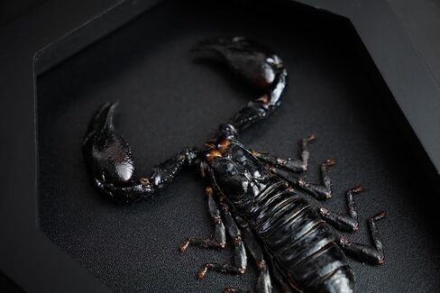 Real Large Scorpion Beetle Coffin Black Frame Gothic Decor Dried Specimen Taxidermy Gift Entomology Curiosities Crystal Shelf Shadow Box Display Oddity Hanging Display Table Wall Home Decor CF18-51-DE in Saudi Arabia