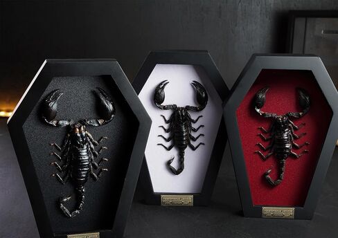 Real Large Scorpion Beetle Coffin Black Frame Gothic Decor Dried Specimen Taxidermy Gift Entomology Curiosities Crystal Shelf Shadow Box Display Oddity Hanging Display Table Wall Home Decor CF18-51-DE in Saudi Arabia