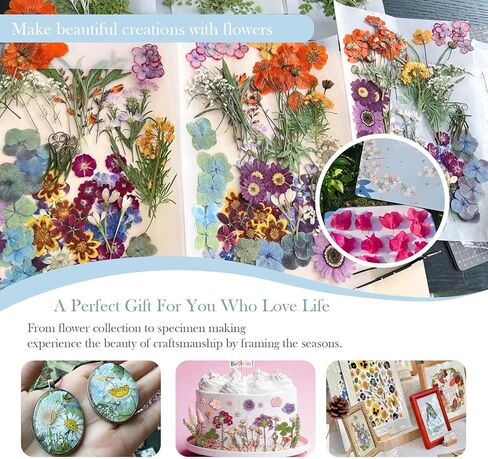 TOVIDO Flower Pressing kit for Adults - 10x10 Inch 6-Ply Wooden Flower Press Kit,3-5 Day Quick Drying Flowers, DIY Arts & Crafts Kit for Plant Lovers (Blue L) in Kuwait