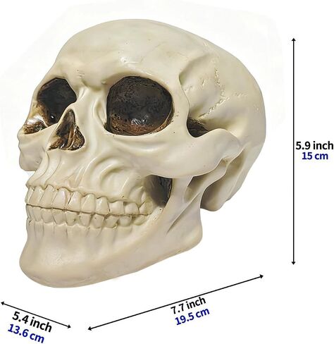 Life Size Skull Head, Human Head Skull, Halloween Skull Statue, Resin Skull Head Model and Skeleton Head for Home Decoration (Large Size) in Saudi Arabia