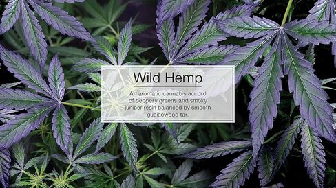 Little Trees U6P-67425: Wild Hemp, Multi in Kuwait