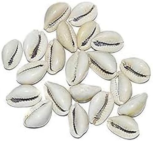 Generic Kawdi Kaudi Kowdi Cowrie Koudi - Kodi Set of 11 for Laxmi Pooja puja (Off White), Medium, MBESGC0202240071 in Saudi Arabia