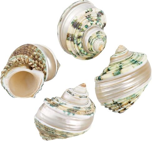 PH PandaHall 4pcs Hermit Crab Shells, 2.1~2.3 inch Natural Large Sea Shells Turbo Seashells Opening Mouth 1~1.1 inch Crab Sea Shell for Fish Tank Beach Party Decoration Crafts Making in Saudi Arabia