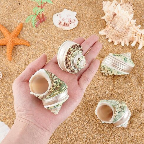 PH PandaHall 4pcs Hermit Crab Shells, 2.1~2.3 inch Natural Large Sea Shells Turbo Seashells Opening Mouth 1~1.1 inch Crab Sea Shell for Fish Tank Beach Party Decoration Crafts Making in Saudi Arabia