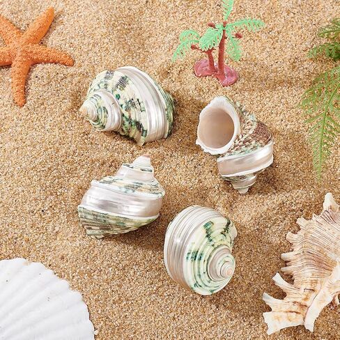 PH PandaHall 4pcs Hermit Crab Shells, 2.1~2.3 inch Natural Large Sea Shells Turbo Seashells Opening Mouth 1~1.1 inch Crab Sea Shell for Fish Tank Beach Party Decoration Crafts Making in Saudi Arabia