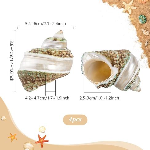 PH PandaHall 4pcs Hermit Crab Shells, 2.1~2.3 inch Natural Large Sea Shells Turbo Seashells Opening Mouth 1~1.1 inch Crab Sea Shell for Fish Tank Beach Party Decoration Crafts Making in Saudi Arabia