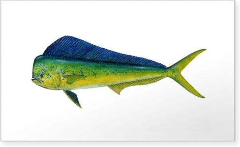 CafePress Mahi Rectangle Bumper Sticker Car Decal in Saudi Arabia