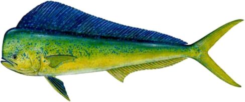 CafePress Mahi Rectangle Bumper Sticker Car Decal in Saudi Arabia